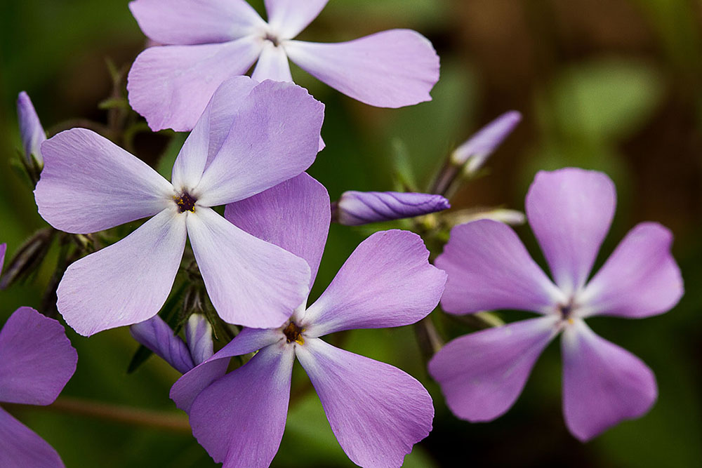 14048845085 46D84Dc560 O 1 | Places To Shoot - Shenk'S Ferry Wildflower Preserve