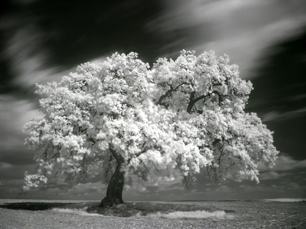 Infrafredblog | Say “Infrared Photography” Five Times Real Fast