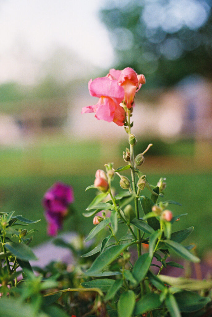 Kodak Ultramax 400 3 20230503 Canoneos3 Kodakultramax400 029 | Kodak Ultramax 400