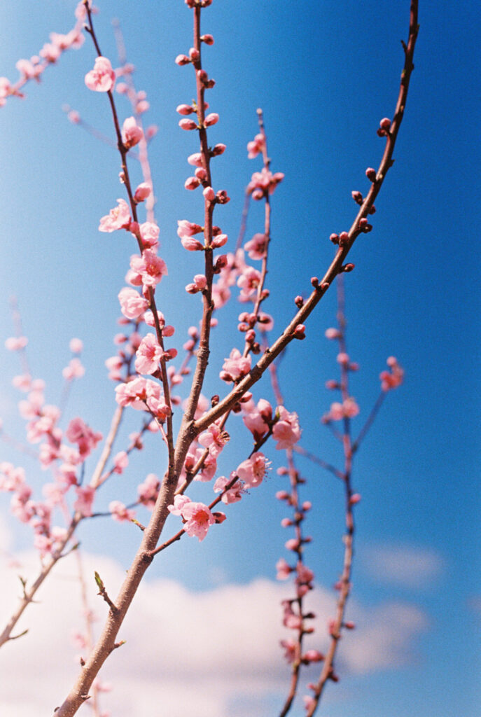 Kodak Ultramax 400 2 20240407 Nikonfe2 Kodakultramax400 028 | Kodak Ultramax 400
