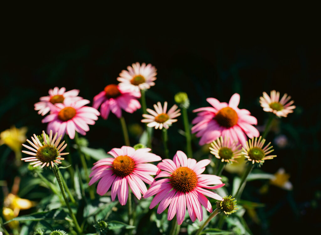 Kodak Ektar 100 3 Lawpreview 4 | Kodak Ektar 100